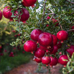 Wonderful Pomegranate Tree Live Plant, Cold Hardy Pomegranate Plant Live, 6 to 8 Inches Tall, All Year Planted