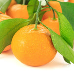 Tangerine Tree Live Plant, 1-2 Feet Tall in 1 Gallon Pot, Sweet Citrus Fruit Tree for Outdoor Garden, Patio, Balcony and Container Growing