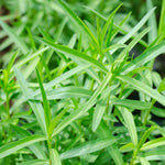 Set 6 Tarragon Plants Live for Gardening 4 to 8 Inch Tall, Hardy Tarragon Live Plant to Grow, Tarragon Culinary Gardening