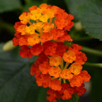 Orange Lantana Plants Live for Outdoor Planting, No Pot, 5-9 Inches Tall, Vibrant Color