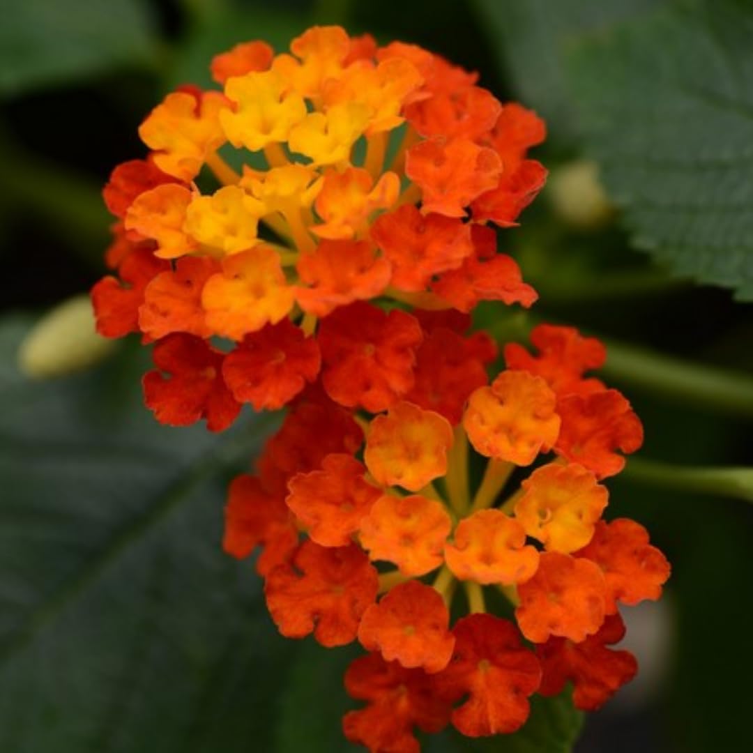 Orange Lantana Plants Live for Outdoor Planting, No Pot, 5-9 Inches Tall, Vibrant Color