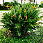 Set 2 Orange Bird of Paradise Live Plants, Tropical Indoor and Outdoor Ornamental Plant, 4-7 Inch Tall Well Rooted