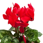 Set of 2 Cyclamen Plants Live, Hardy Cyclamen Plants, Vibrant Blooming Houseplant, 4 Inch Pot for Planting (Red)