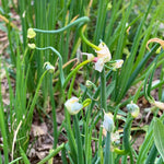 Set 200 Egyptian Walking Onion Seeds, Walking Onion Seeds for Planting, Perennial Hardy Onions Seed for Indoor Outdoor Growing
