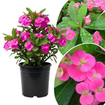 Set 2 Pink Euphorbia Milii Plants, Crown of Thorns Live Plant, 5-8 Inc Tall, Hardy Euphorbia Flowering Houseplants