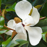 Magnolia Plant Live 6 to 12 Inches Tall, in 2.5 Inches Pot, Magnolia Tree Live Plant, Fragrant Magnolia Flowers (Southern Magnolia)