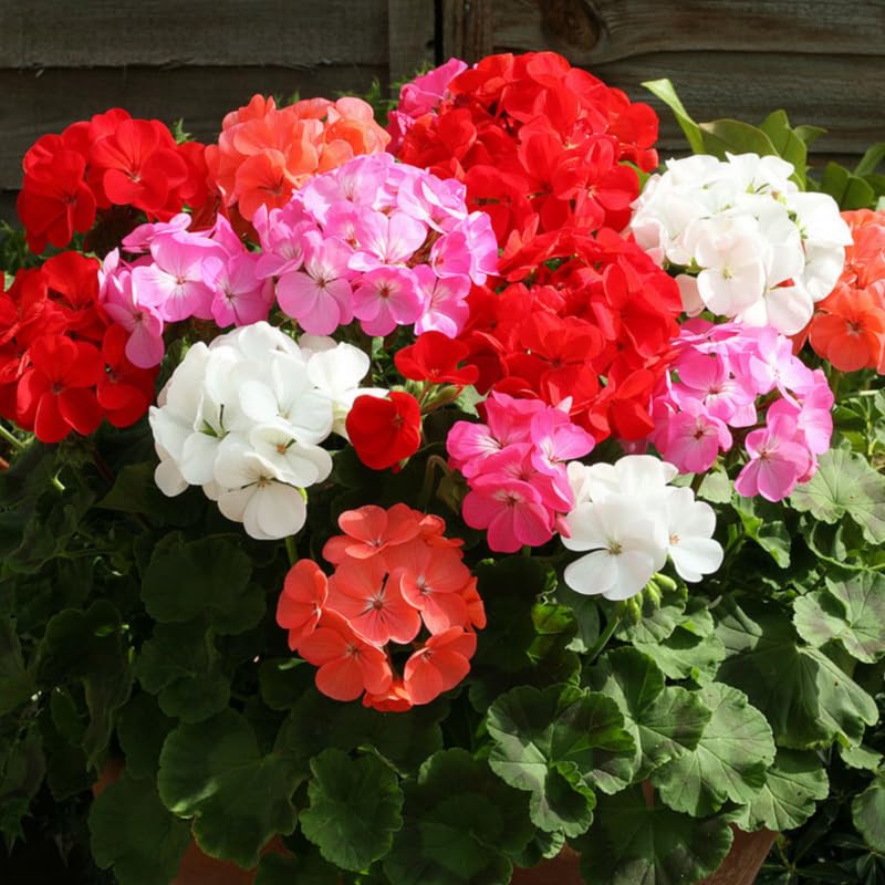 Pack of 3 Assorted Geranium Plants, 4-6" Mix Geranium Plant, Colorful Blooms, Perennial Geraniums Flowers Plant for Planting