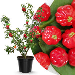 Red Star Surinam Cherry Tree Live Plant, 2-3 Feet in 1 Gallon Pot, Fast-Growing and Ready to Bear Fruit, High-yieding Outdoor Spring Planting, No CA