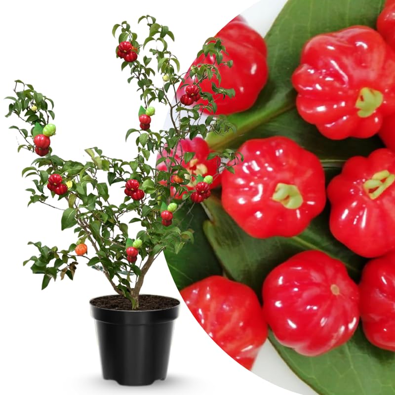 Red Star Surinam Cherry Tree Live Plant, 2-3 Feet in 1 Gallon Pot, Fast-Growing and Ready to Bear Fruit, High-yieding Outdoor Spring Planting, No CA