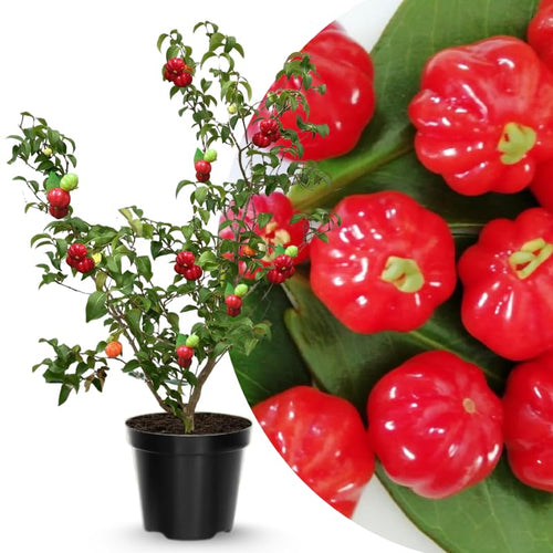 Red Star Surinam Cherry Tree Live Plant, 2-3 Feet in 1 Gallon Pot, Fast-Growing and Ready to Bear Fruit, High-yieding Outdoor Spring Planting, No CA