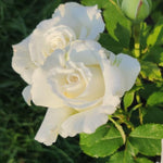 Rose Bush Live Plant, Heirloom Rose Plant Live for Planting, 5-10 Inch Tall, Fragrant Flowers Well Rooted Starter Plant, No Pot (White Rose)