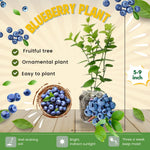 1 Blueberry Bush Live Plant 5 to 9 Inch Tall, Blueberry Plant Live for Planting, Sweet Blueberries Fruit Tree Live Plant (Top Hat Blueberry)