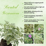 2 Variegated Scented Geranium Plants Live 4–7 Inches Tall, Fragrant Flowering Geranium Herb Plant, Indoor Outdoor Container Plant for Garden