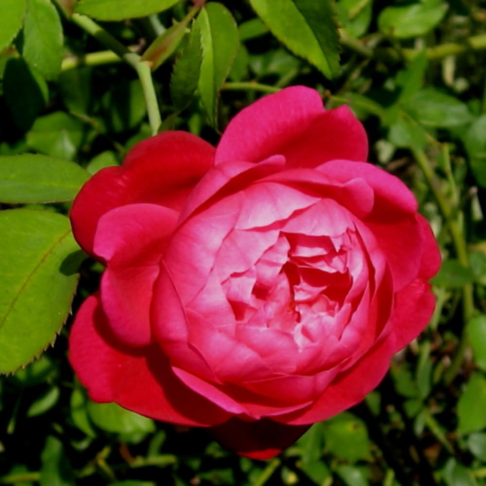 Deep Red Pink Rose Bush Live Plant, Rose Plant Live for Planting, 5-10 Inch Tall, Fragrant Flowers Well Rooted Starter Plant Indoor Outdoor