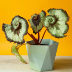 2 Live Begonia Angel Wing Maculata Set, Size 5-9 Inch Tall, Silver Green Polka Dot Begonia Plants, Indoor Outdoor Decorative Houseplants