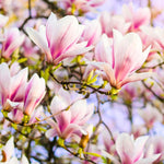 Set of 2 Magnolia Trees Live, 8-12 Inches Tall Cuttings Hardy Fragrant Flowering Magnolia Plants for Outdoor Garden (Saucer Magnolia)