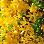 2 Lynwood Gold Forsythia Trees Bareroots Cuttings 6-12 Inch Tall, Fragrant Forsythia Plant Live, Forsythia Bush for Flowering