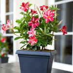 Mandevilla Live Plant Vine, Climbing Mandevilla Vine Plants Live, 5 to 7 Inches Tall Garden Vine Plant