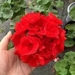 4 Red Geranium Plants Live, No Pot, Geranium Live Plants from 5 Inc Tall Starter Plants