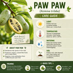Pawpaw Live Plant, Pawpaw Fruit Tree, 1-2 Ft Tall