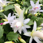 White Easter Cactus Live Plant, 4-9” Tall, Rooted Holiday Cactus Succulent Plant for Indoor or Outdoor Growing, Easy Care Flowering Houseplant