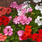 2 Mixed Geranium Plants Live, Vibrant Blooms, Hardy Perennial Geranium Flowers 4-8 Inches, Indoor Outdoor Planting