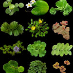 100 Aquarium Plant Seeds for Fish Tank, Aquatic Grass Seeds for Freshwater Aquarium, Live Water Plant Ground Cover for Fish Tank Decoration