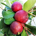 Red Cherry Guava Tree Plant Live, 1 Year Old Tree in Half Gallon Pot, Red Strawberry Guava Fruit 10-16 Inch, Well-Rooted, Ornamental Plants, No CA