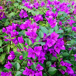 Set 2 Purple Bougainvillea Plants Live, Flowering Bougainvillea Vine 4-8 Inches Tall, Climbing Plant for Outdoor Garden and Trellis