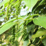 Set of 2 Black Pepper Plants Live, Piper Nigrum Plant, 3 to 6 Inc Tall, Black Pepper Tree Live Plant, Live Pepper Plant Outdoors, Black Pepper Well Rooted, Black Pepper Starter Plant for Growing