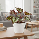 Begonia Plant Live, Colorful Begonia Plants 4-8 Inches, Decorative Houseplant for Indoor Outdoor Gardens and Containers (Gray Green Foliage)