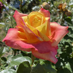 Rose Bush Live Plant, Heirloom Rose Plant Live for Planting, 5-10 Inch Tall, Fragrant Flowers Well Rooted Starter Plant, No Pot (Sunset Rose)
