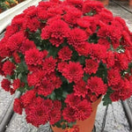 2 Chrysanthemum Plants Live, Mums Plants Live, Chrysanthemum Flowers Perennials Plant - Red