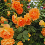 Roses Live Plant, Climbing Rose Plant Live from 5'' Tall, Bush Shrub Plants, Fragrant Flower Garden (Orange)