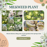 2 Butterfly Milkweed Plants Live, Asclepias Tuberosa Tropical Milkweed Flowers for Butterfly Garden, 4-9" Tall Perennials, No Pot Included (White Milkweed)