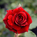 Climbing Roses Live Plants, Red Don Juan Rose Climbing Bushes for Planting, No Pot, Cut Back, Well Rooted, No Leaf for Planting