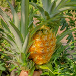 Live Pineapple Gold Plant, 4-8 Inches Tall, Sweet Pineapple Fruit Live Plant, Tropical Tree for Planting Outdoor, No Pot