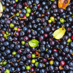 Black Huckleberry Live Plant in 5 Inch Pot, Sweet Black Berries Bush, Well Rooted Fruit Shrub for Garden and Container