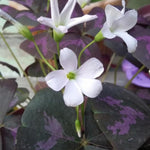 Purple Oxalis Plant, Purple Oxalis Triangularis Live Plants, 4-5 Inch Tall, Live Flowering Plants, Oxalis Triangularis Live Plant