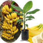 Sweet Yellow Banana Plant Tree Live, Cold Hardy 4-7" in Tall, No Pot, Outdoor Spring Planting, Rare and Sweet Banana Plants