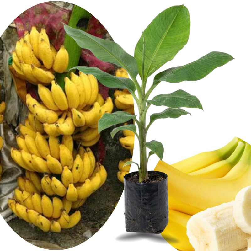 Sweet Yellow Banana Plant Tree Live, Cold Hardy 4-7" in Tall, No Pot, Outdoor Spring Planting, Rare and Sweet Banana Plants
