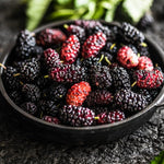 Pack 3 Mulberry Tree Live Plant for Growing 4 to 8 Inch Tall, Dwarf Everbearing Mulberry Bush Live Plant, Mulberry Plant Live Home Garden (Dwarf Mulberry)
