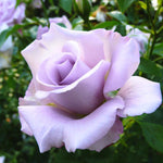Rose Bush Live Plant, Heirloom Rose Plant Live for Planting, 5-10 Inch Tall, Fragrant Flowers Well Rooted Starter Plant, No Pot (Purple Rose)