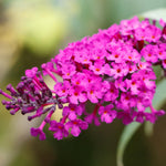Butterfly Bush Plant Live, Perennial Buddleia Bushes Ready to Grow Outdoor 4-8 Inches (Dark Pink Buddleia)