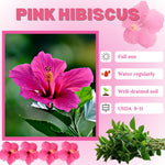 Set of 7 Pink Hibiscus Cuttings, Hibiscus Flowers Plants, Tropical Flower Plant for Outdoor Gardening