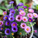 Set 2 Aster Plants Live, Asters Perennial Live Plants, Multicolor Blooms, 5 to 7 Inches Tall, Ideal for Indoor Outdoor Gardening