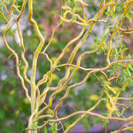 2 Willow Tree Seedlings 6-12'' Tall, Dormant, Bare Roots, Hardy Ornamental Tree for Garden Planting (Rare Willow Bare Roots)