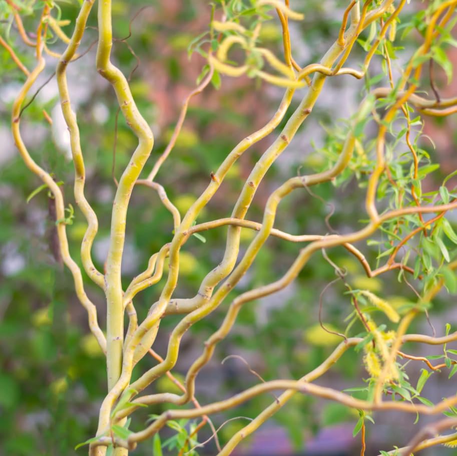 2 Willow Tree Seedlings 6-12'' Tall, Dormant, Bare Roots, Hardy Ornamental Tree for Garden Planting (Rare Willow Bare Roots)