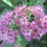 Rare Spirea Shrub Live Tree Plant in Quart Pot, 1 Year Old Well-Rooted, Dormant in Winter, 8-17 Inches in Tall, Winter Meadowsweets Bush for Planting