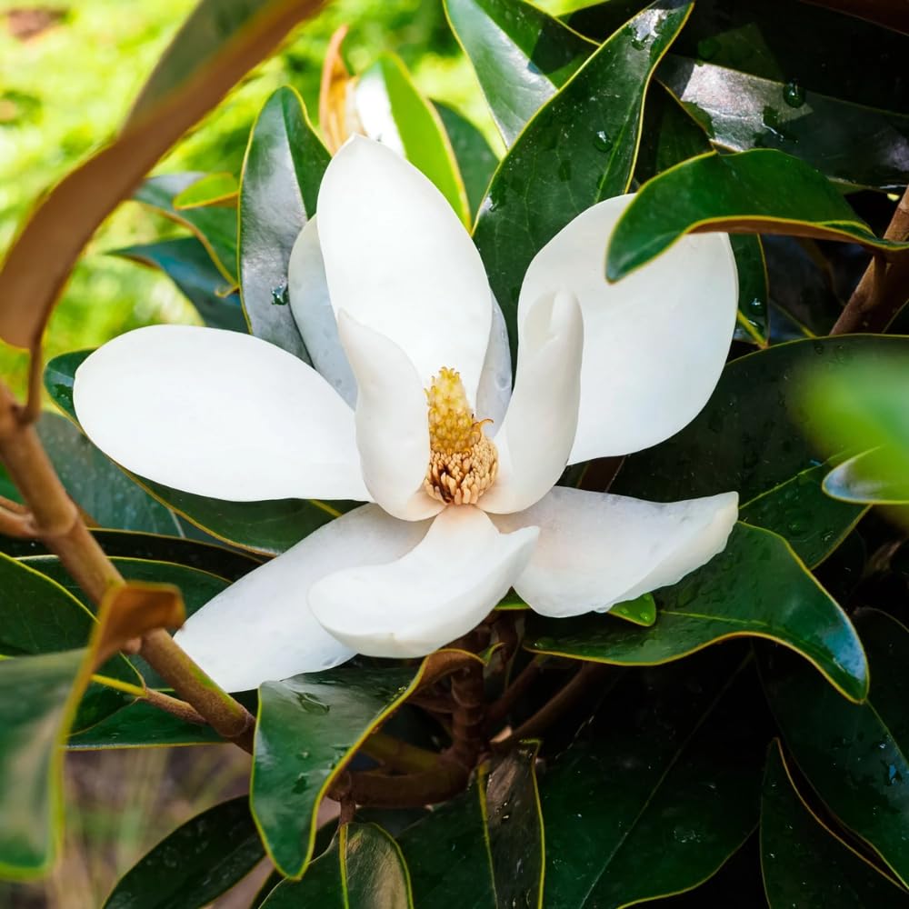 Magnolia Tree Live Plant 12 to 18 Inch Tall, Fragrant Magnolia Plant Live, Magnolia Bush Live Plant in Gallon Pot (White Magnolia)